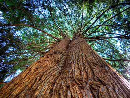 Himalayan Cedar wood Oil (Rectified)